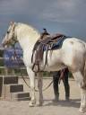 Cheval western randonn&eacute;e 
