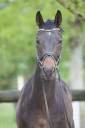 Magnifique Wesphalien de 4 ans