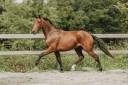 Hongre - KWPN - 4 ans - Dressage - France
