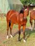 Etalon 2 ans origine dressage