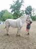jument percheronne 13 ans 