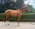 Pythagore, 5ans, super t&ecirc;te, pr&ecirc;t sur un parcours 1m15