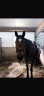 Lovely all-rounder Damavand for sale