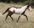 Hongre Paint Horse 