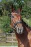 G&eacute;niale jument polyvalente 5 ans