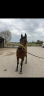 Medinah, Pure Sang Arabe baie de 25 ans