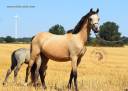 Welsh pony pp, poulini&egrave;re isabelle, suit&eacute;e d'un poulain