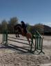 Jument PFS 6ans 155cm