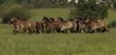 Lot de juments  - trait ardennais 
