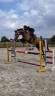Jument de 4 ans origines Querly Elvis x Zirocco blue
