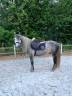 Poney de loisir