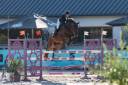 Super hongre pour sauter 135