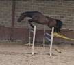Fils de Emerald- beau hongre de 4 ans. 