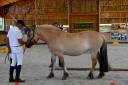 Jument - Fjord - 8 ans - Dressage & Loisir - France