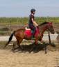 Poney D super chic potentiel cso