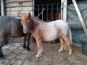 Pouliche mini Shetland 12 mois