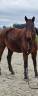 Cheval retrait&eacute; &agrave; donner pour compagnie