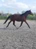 Hongre - Oldenbourg - 3 ans - Dressage - Belgique