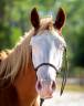 Magnifique poulain paint horse pp