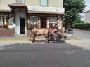 Idem, cheval de trait hongre