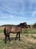 Poney New Forest de 2 ans