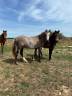 Poney New Forest de Croisement de 2 ans