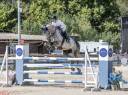 Grand avenir pour cet hongre de 7 ans gros moyen 