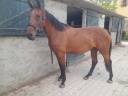 Jument3 ans selle francais 1.68m par Ulhan du temple