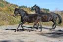 Jument - Selle Fran&ccedil;ais - 18 mois - Dressage - France