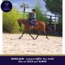 Jeune jument AQPS 4 ans