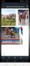Vente &Eacute;levage SFO - Souche CSIO 5*