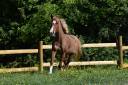 Top ponette de loisirs