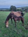 A vendre poulain QUARTER HORSE