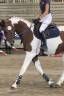 Belle jument  3 ans SF