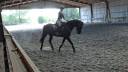 Hongre noir old / dressage de 8ans/ bon papier 5500&euro;