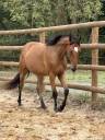 Top cheval cce / cso 