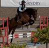 Hongre 4 ans cso