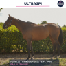 ULTRASPI - PS - 4 ANS 