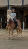 Poney Haflinger PP 7 ans 