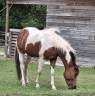 Jument paint horse 