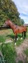 Cheval de loisir 10 ans