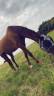 Cheval &agrave; vendre 