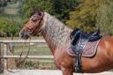 Entier - PRE - 9 ans - Dressage / Polyvalent - France
