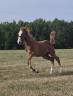 Candy de nantuel x tangelina de kreisker foal femelle