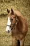 Top cheval d&rsquo;amateur 