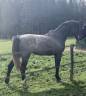 New York morning star 3 ans entier 