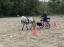 Shetland appaloosa 