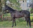 Hongre hanovrien de dressage - 5 ans