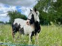 Jument irish cob pie noir et blanc 