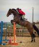 Hongre-Selle Fran&ccedil;ais-9 ans-CSO-CCE-Dressage-France 